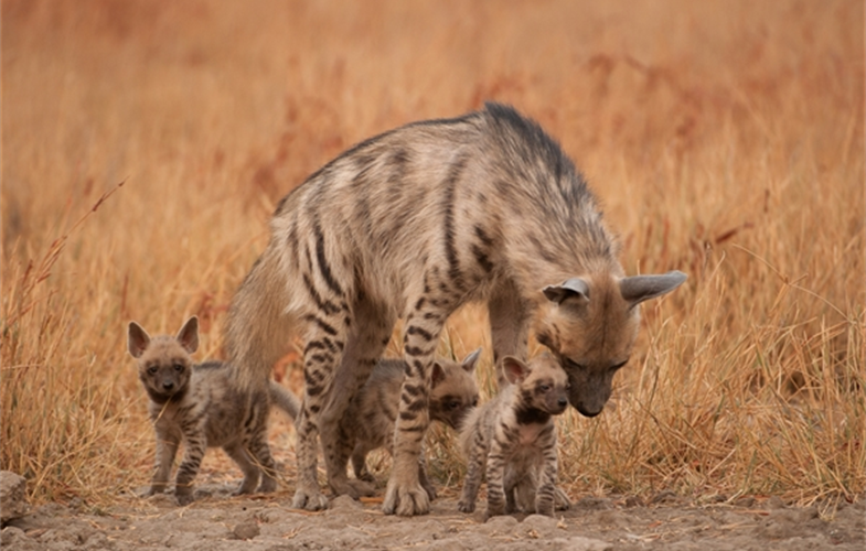 Striped Hyenas ©KalyanVarma